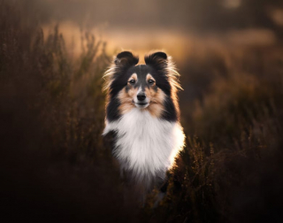 Illustration de l'article : 20 photos de chiens splendides prises par une photographe professionnelle