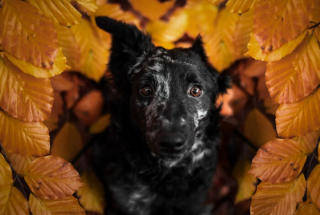 Illustration de l'article : 20 photos de chiens splendides prises par une photographe professionnelle