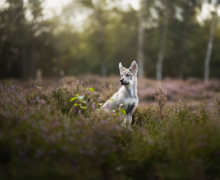 Illustration de l'article : 20 photos de chiens splendides prises par une photographe professionnelle