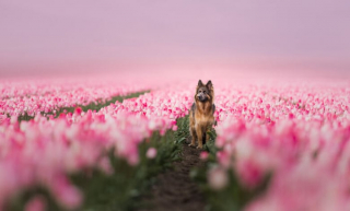 Illustration de l'article : 20 photos de chiens splendides prises par une photographe professionnelle