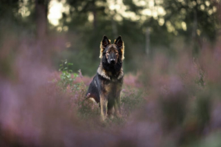 Illustration de l'article : 20 photos de chiens splendides prises par une photographe professionnelle