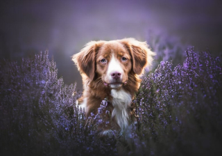 Illustration de l'article : 20 photos de chiens splendides prises par une photographe professionnelle