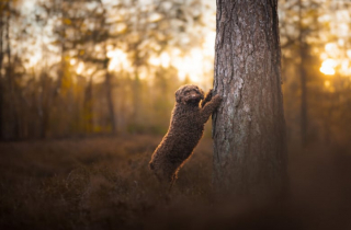 Illustration de l'article : 20 photos de chiens splendides prises par une photographe professionnelle