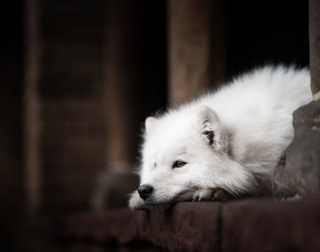 Illustration de l'article : 20 photos de chiens splendides prises par une photographe professionnelle