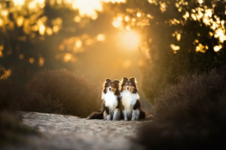 Illustration de l'article : 20 photos de chiens splendides prises par une photographe professionnelle