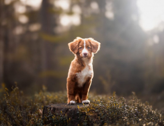 Illustration de l'article : 20 photos de chiens splendides prises par une photographe professionnelle