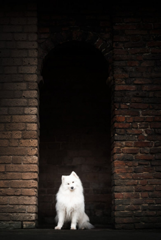 Illustration de l'article : 20 photos de chiens splendides prises par une photographe professionnelle