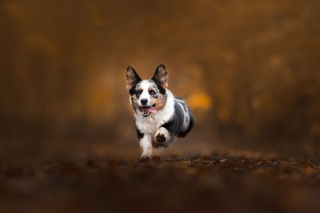 Illustration de l'article : 20 photos de chiens splendides prises par une photographe professionnelle