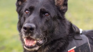 Illustration de l'article : Cette chienne policière à la retraite donne naissance à un projet de pension