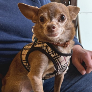 Illustration de l'article : Cette femme découvre le véritable nom de son chien d’adoption et voit aussitôt la différence quand elle l’appelle (vidéo)