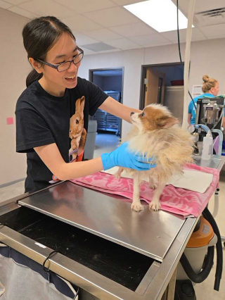 Illustration de l'article : Sortis d’une usine à chiots, ces 3 rescapés vivent une véritable transformation après avoir reçu leurs premiers soins