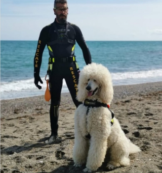 Illustration de l'article : Ce Caniche autrefois craintif est devenu sauveteur en mer