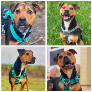 Illustration de l'article : Après 510 jours d’attente, cette chienne de refuge trouve une famille prête à l’aimer