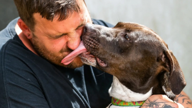 Illustration : "Un couple venu choisir un chat en refuge repart finalement avec le chien le plus ancien de la structure"