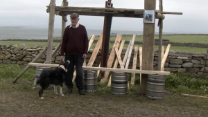 Illustration : "Ce Border Collie est certainement le chien le plus vieux d’Irlande !"