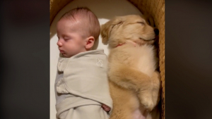 Illustration : "Aux côtés de son frère chien, un nouveau-né a enfin fait sa nuit (vidéo)"