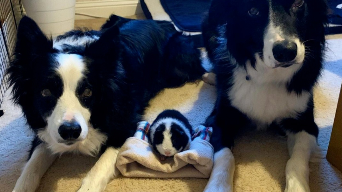 2 Borders Collies et un cochon d’Inde partagent un point commun amusant