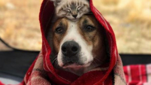 Illustration : "11 photos sublimes d'un chien et d'un chat qui sont les meilleurs compagnons d'aventures qui puissent exister"