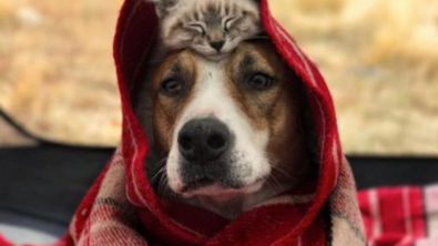 Illustration : "11 photos sublimes d'un chien et d'un chat qui sont les meilleurs compagnons d'aventures qui puissent exister"