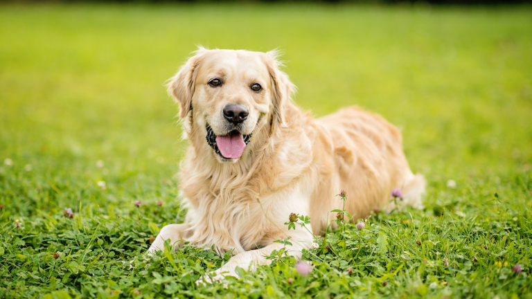  Golden Retriever : histoire, caractéristiques, éducation et coût