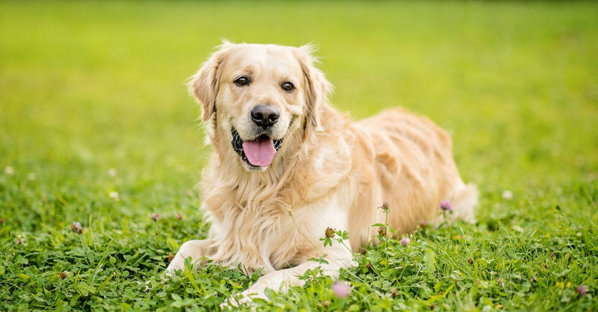 Golden Retriever histoire, caractéristiques, éducation et coût