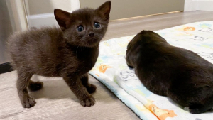 Illustration : "Lorsque ce chaton rencontre un chiot pour la première fois, c’est un véritable coup de cœur !"