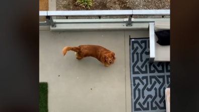 Illustration : 2 Golden Retrievers séparés par des balcons sont filmés dans une scène digne des plus grands films romantiques (vidéo)