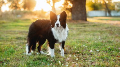 Illustration : "Border Collie"