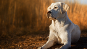 Illustration : "Labrador Retriever"