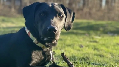 Illustration : "20 histoires touchantes de chiens ayant rencontré la bonne personne au bon moment"