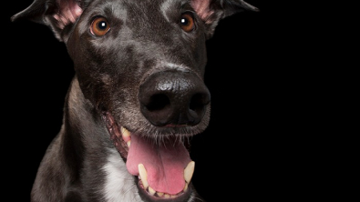 Illustration : "17 portraits de chiens souriants qui vous incitent à voir la vie du bon côté"