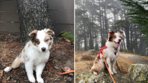 Illustration : "20 photos avant / après de chiots à la bouille craquante s'étant mués en majestueux chiens adultes "