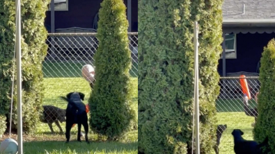 Illustration : "Une femme ne savait pas pourquoi son chien aboyait sur son voisin et a découvert une scène adorable (vidéo)"