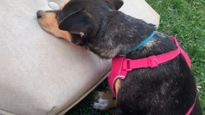 Illustration : "Cette douce chienne qui n’a jamais connu le confort ne sait pas comment utiliser son nouveau coussin (vidéo)"