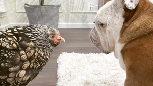 Illustration : "Depuis qu’ils se sont rencontrés, ce chien et cette poule sont devenus très complices"