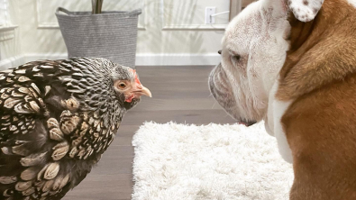 Illustration : "Depuis qu’ils se sont rencontrés, ce chien et cette poule sont devenus très complices"