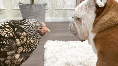 Illustration : Depuis qu’ils se sont rencontrés, ce chien et cette poule sont devenus très complices