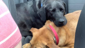 Illustration : "Un Labrador sait à quel point sa sœur est anxieuse en voiture et a trouvé comment l’apaiser"
