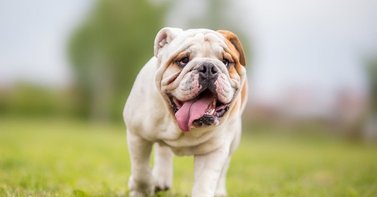 Le bulldog anglais, une race de chiens à la mode mais à la santé