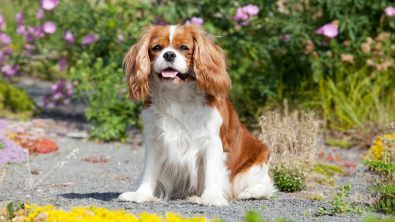 Illustration : "Cavalier King Charles Spaniel"