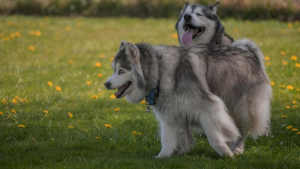 Illustration : "Un Malamute d’Alaska s’autoproclame chien-guide et prend son rôle très à cœur pour aider son frère Husky"