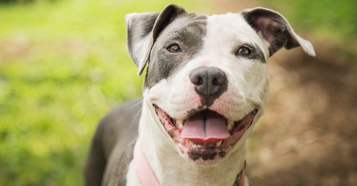 Pitbull histoire, caractéristiques, éducation et coût