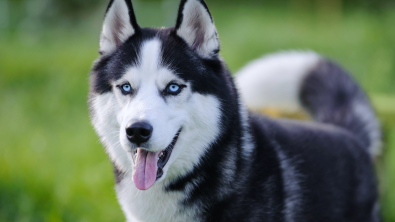 Illustration : "Husky Sibérien"