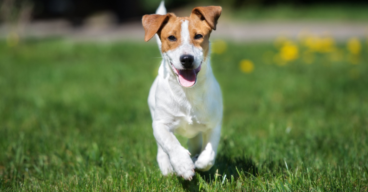 jack-russell-terrier.jpg