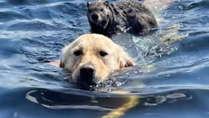 Illustration : "Au milieu d’un lac, une marmotte tombée à l’eau a trouvé le moyen de transport parfait pour regagner le rivage… Le dos d’un Golden Retriever ! (vidéo)"