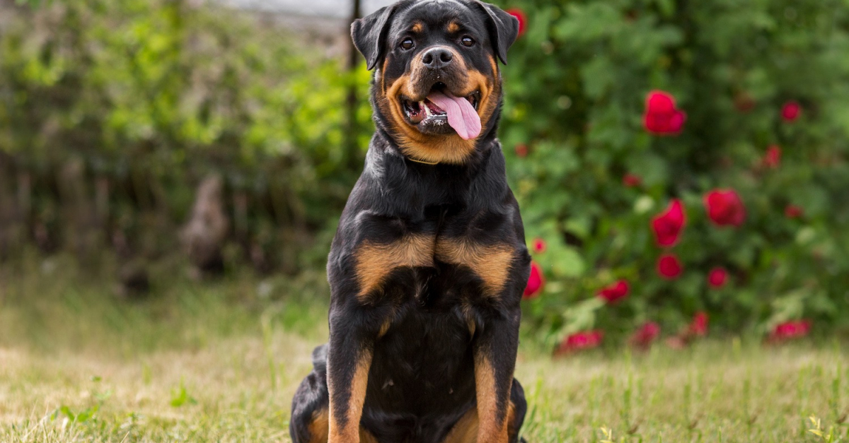 Rottweiler : histoire, caractéristiques, éducation et coût