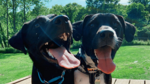 Illustration : "15 photos de chiens venant d'être adoptés et dont la joie est palpable"