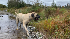 Illustration : "20 photos rendant honneur au Mastiff, ce colosse au cœur tendre et vaillant"