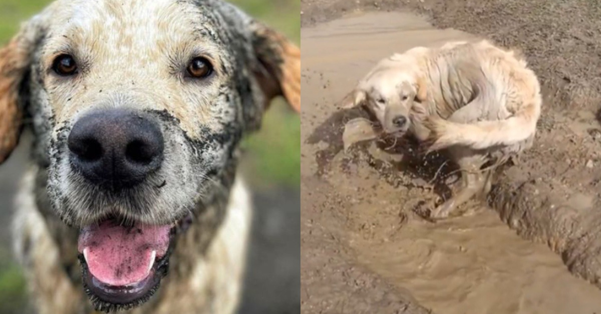 Les parents de ce Golden Retriever ont une certitude : personne n’aime autant la boue que leur ...