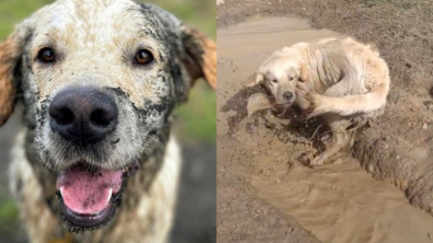 Illustration : Les parents de ce Golden Retriever ont une certitude : personne n’aime autant la boue que leur chien ! (vidéo)